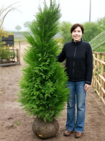 Thuja plicata 'Atrovirens' / Riesen-Lebensbaum 'Atrovirens' 180-200 cm m. B., aufrecht wachsend mit dichtem, grünem Nadelkleid