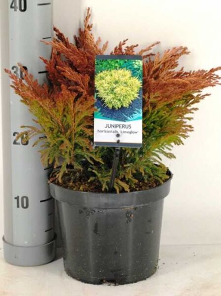 Juniperus horizontalis 'Limeglow' / Teppich-Wacholder 'Limeglow' im C3-Topf, 20–30 cm, nadeliges, gelbgrünes Laub mit rötlichen Trieben