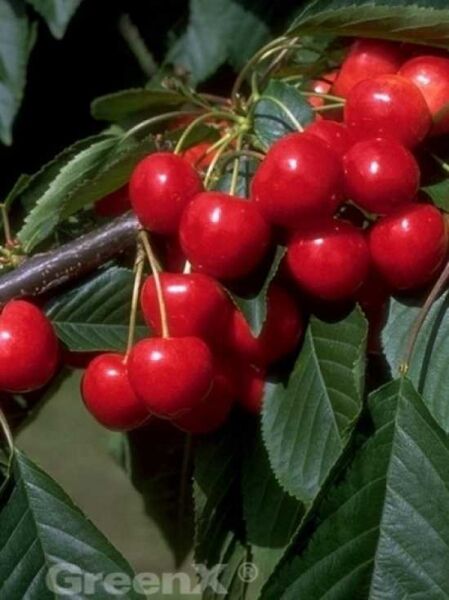 Prunus avium 'Büttner's Rote' / Büttner's rote Knorpelkirsche / Marmorkirsche