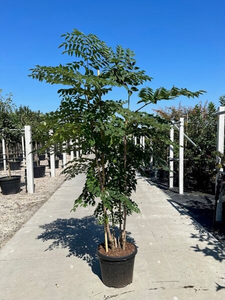 Japanische Aralie (Aralia elata) im Container C50, 175–200 cm, mehrstämmiger Strauch mit gefiedertem Laub im Topf.