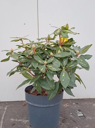Rhododendron 'Goldflimmer' - Rhododendron Hybride 'Goldflimmer'