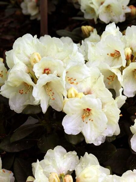 Rhododendron 'Flava Lackblatt' auf Stamm / Rhododendron yakushimanum 'Flava Lackblatt' auf Stamm