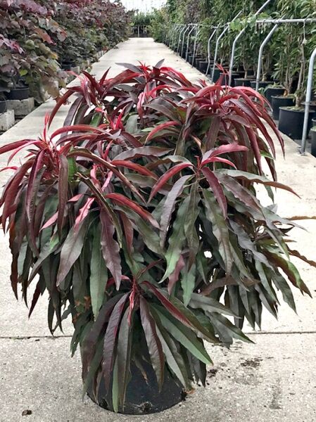 Prunus persica 'Balkonela Red' / Pfirsich 'Balkonela Red', 60–80 cm, C20, Kübelpflanze mit schmalen, dunkelroten Blättern.