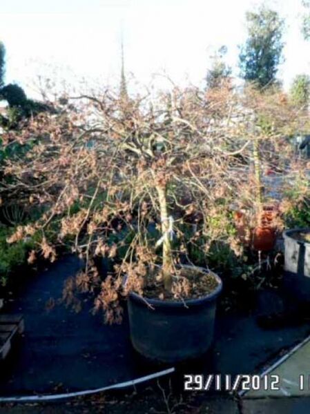 Acer palmatum 'Dissectum Garnet' auf Stamm / Dunkelroter Schlitz-Ahorn / Japanischer Ahorn