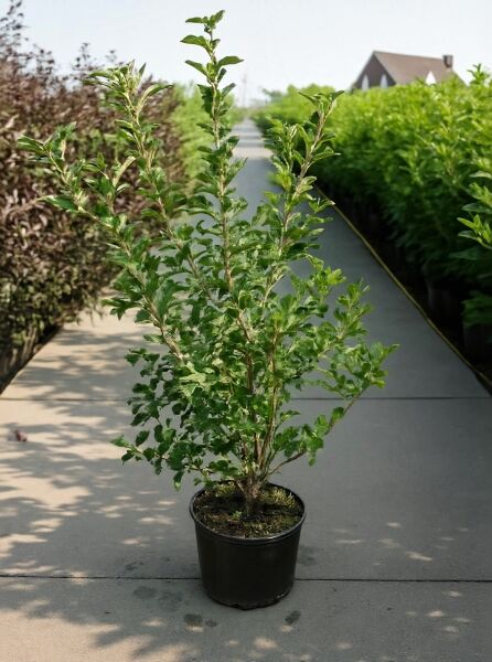 Kleinfruchtiger Zierapfel (Malus toringo sargentii) im Topf, 100-150 cm, C12, mit aufrechtem Wuchs und grünem Laub.