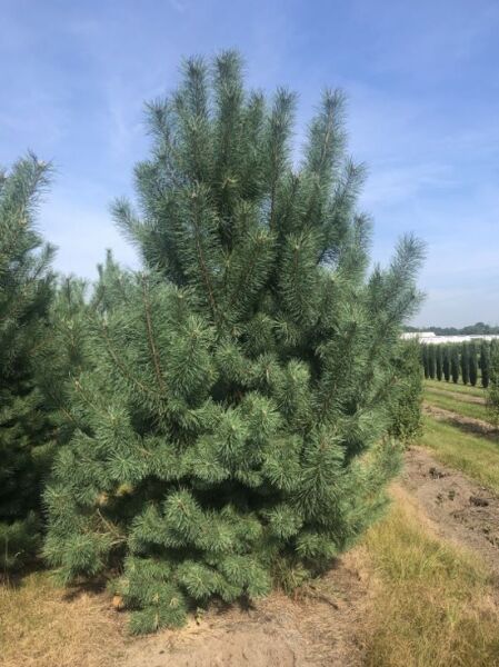 Pinus sylvestris / Gewöhnliche Kiefer 300–350 cm, dichter aufrechter Nadelbaum mit grünem Nadelkleid im Feldbestand