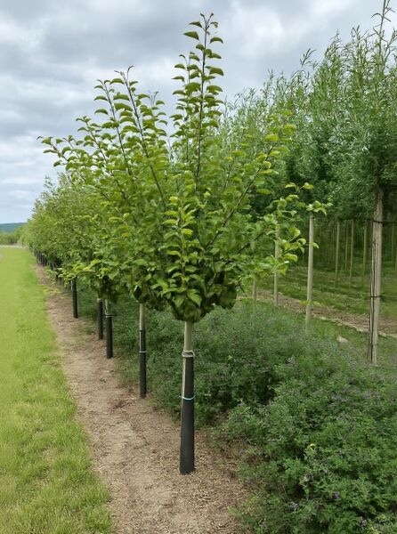Halbstamm Birne „Gute Luise“ (Pyrus communis 'Gute Luise') 16–18 StU mit Drahtballen, Baum in Reihe mit grünem Laub.