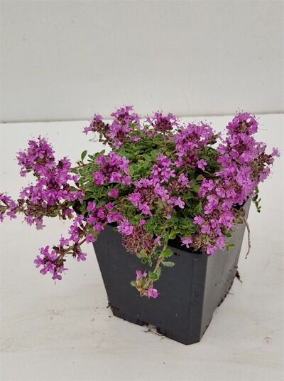Sand-Thymian Thymus serpyllum 'Creeping Red' im P9-Topf, bodendeckende Pflanze mit zahlreichen purpurrosa Blüten und grünen Blättern