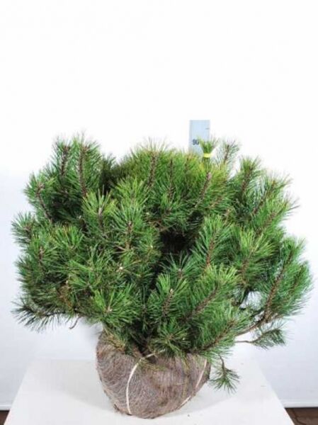 Pinus mugo / Berg-Kiefer, 80-100 cm (breit), mehrstämmig, mit Ballen, dicht verzweigte Kiefer mit grünen Nadeln