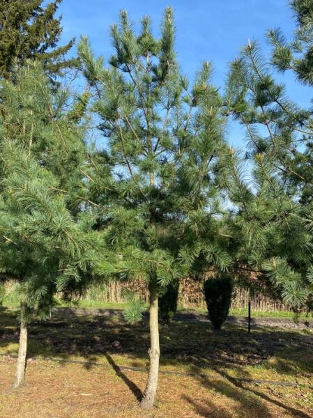 Blaue Korea-Kiefer / Blaue Koreakiefer / Pinus koraiensis 'Glauca'