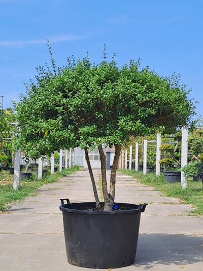 Frühlings-Duftblüte Schirmform - Osmanthus burkwoodii 140 cm breit x 130 cm hoch (876251)