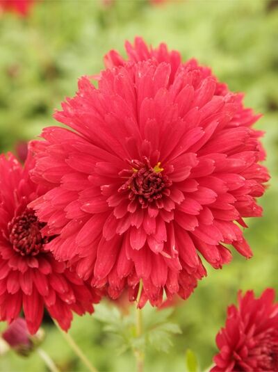 Winter-Aster 'Red Velvet' - Chrysanthemum hortorum 'Red Velvet'