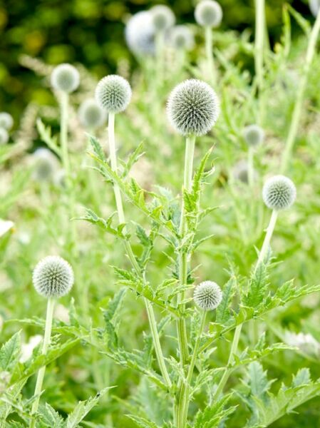 Kugel-Distel 'Star Frost' / Echinops bannaticus 'Star Frost'