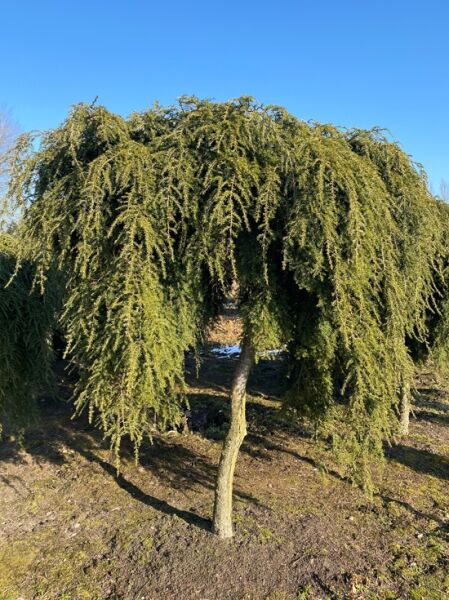 Hänge-Hemlockstanne / Tsuga canadensis &#039;Pendula&#039; Stammumfang 25-30 cm
