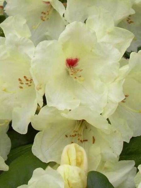 Rhododendron yakushimanum 'INKARHO Flava ®' / Rhododendron 'INKARHO Flava'