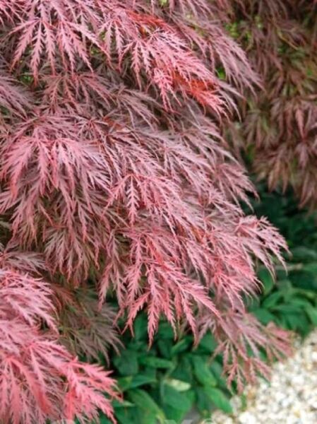 Acer palmatum 'Crimson Queen' / Roter Schlitzahorn 'Crimson Queen'