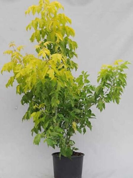 Eschen-Ahorn Acer negundo 'Kelly's Gold' im Topf, 125-150 cm, C20, mit gelbgrünem Laub und aufrechtem Wuchs.