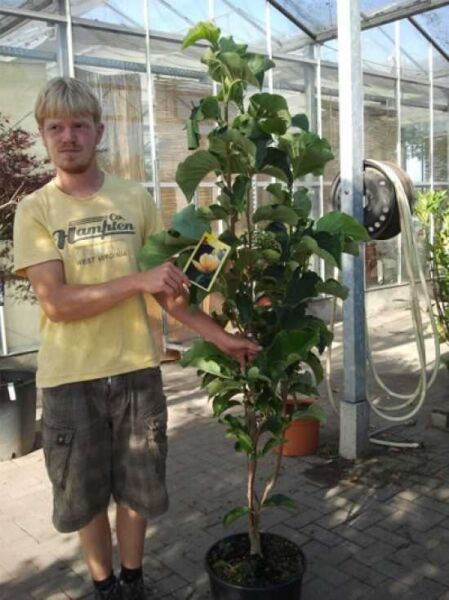 Magnolia 'Sunsation' / Magnolie 'Sunsation' 150-175 cm C20, Hochstamm im Pflanztopf mit grünem Laub und Etikett