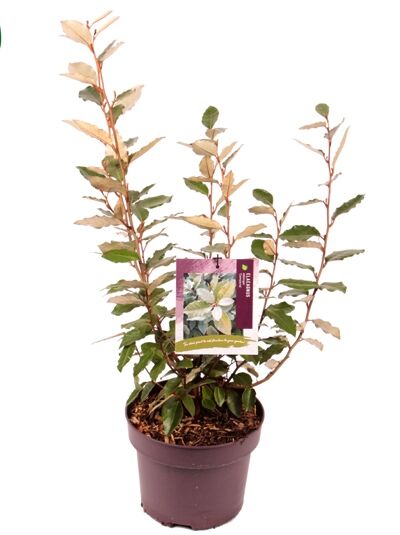 Wintergrüne Ölweide 'Compacta' - Elaeagnus ebbingei 'Compacta'