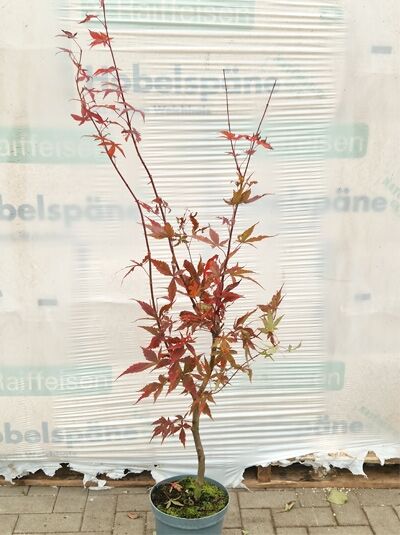 Acer palmatum 'Moonfire' / Japanischer Fächer-Ahorn 'Moonfire', 50-60 cm C5, im Topf mit rotlaubigen, fächerförmigen Blättern.