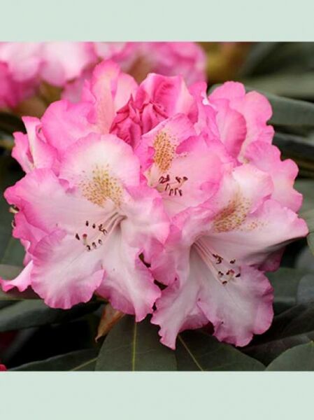 Rhododendron 'Saskia' / Rhododendron Hybride 'Saskia'