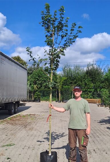 Acer campestre (Feld-Ahorn) Hochstamm 8-10 StU im Container, junger Baum mit geradem Stamm und grüner Krone.