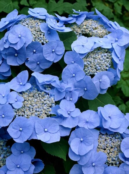 Teller-Hortensie 'Teller blau' / Teller-Hortensie 'Teller blau'
