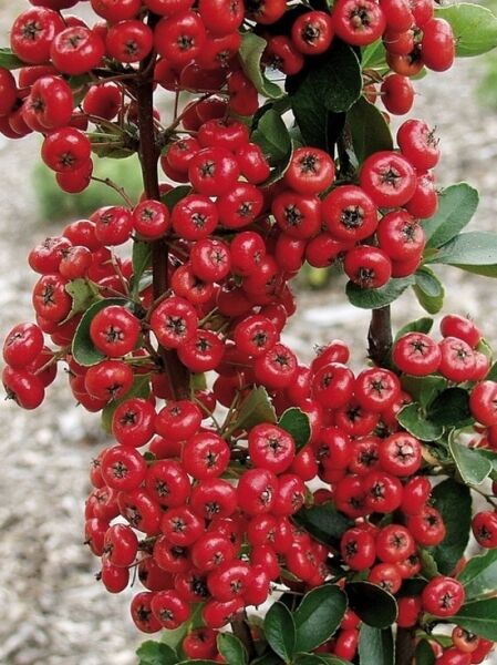 Feuerdorn 'Saphyr Rouge' ® / Pyracantha 'Saphyr Rouge' ®