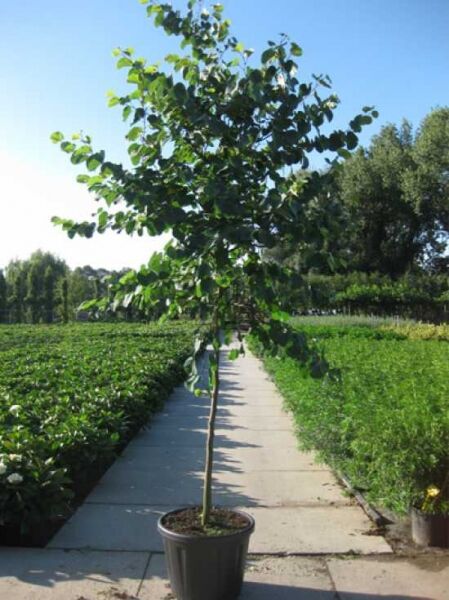 Cercis siliquastrum, Gewöhnlicher Judasbaum, Herzbaum Hochstamm 12-14 StU im Container mit grünem Laub in Baumschule