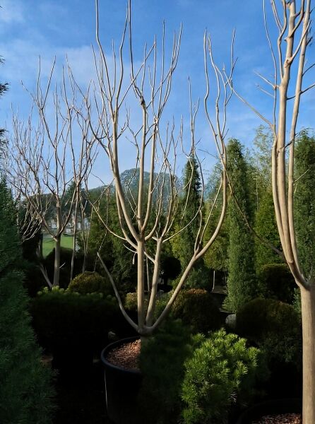 Gold-Trompetenbaum (Catalpa bignonioides 'Aurea') 300–350 cm, C240, mehrstämmig, laubloser Baum im Container mit glatten Stämmen.