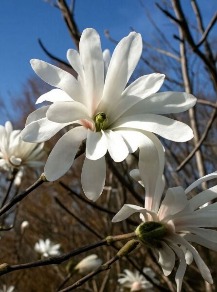 Magnolia stellata 'Royal Star' / Stern-Magnolie 'Royal Star' mit weißen, sternförmigen Blüten an kahlen Zweigen