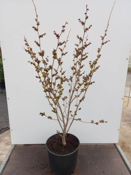 Zaubernuss 'Westerstede' / Zaubernuss 'Westerstede'