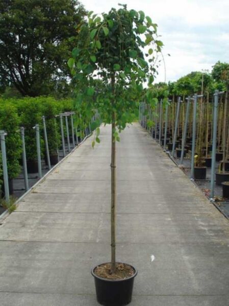 Cercidiphyllum japonicum 'Pendulum' (Judasblatt/Kuchenbaum) Hochstamm 8-10 StU im Container, hängender Wuchs mit Laubkrone.