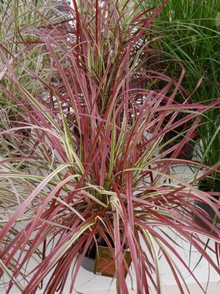 Lampenputzergras 'Fireworks' / Pennisetum setaceum 'Fireworks'