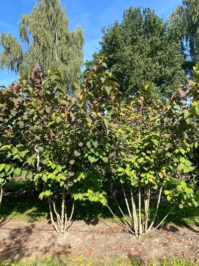 Gefüllter Schneeball 'Tennessee' - Viburnum plicatum 'Tennessee'