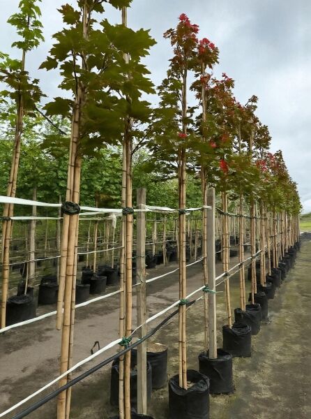 Spitz-Ahorn Acer platanoides 'Deborah', Hochstamm 8-10 StU im Container, Baumreihe mit grün- bis rötlichem Laub an Stützpfählen