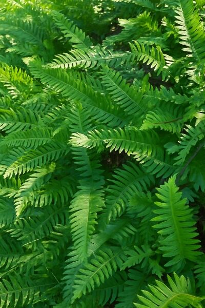 Gemeiner Tüpfelfarn / Gemeiner Tüpfelfarn