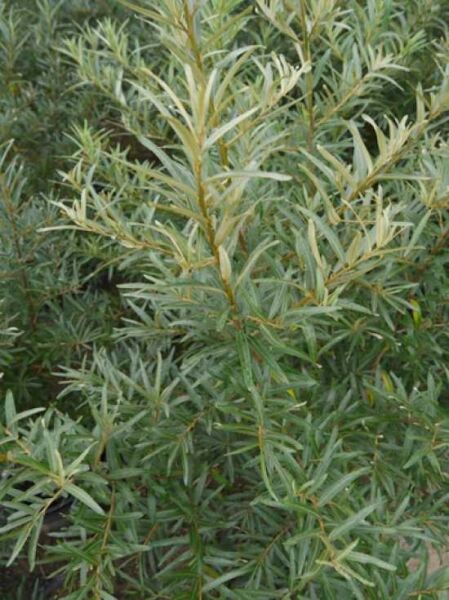 Sanddorn 'Krasavice' / Hippophae rhamnoides 'Krasavice'