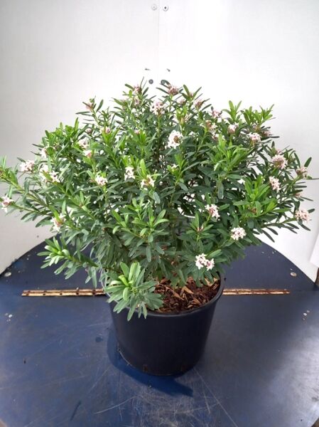 Seidelbast ‘Pink Fragrance’ / Seidelbast ‘Pink Fragrance’