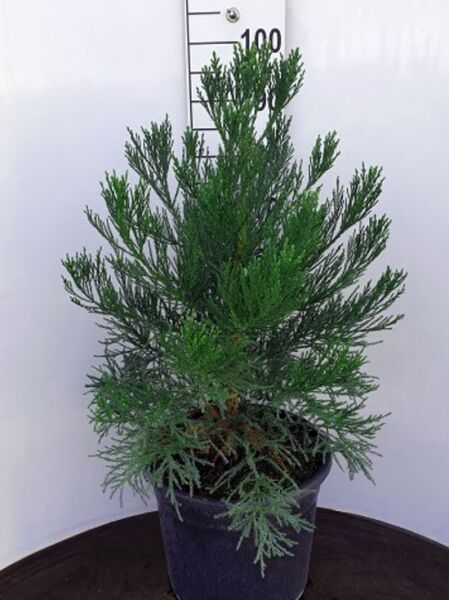 Blauer Mammutbaum / Sequoiadendron giganteum 'Glaucum'
