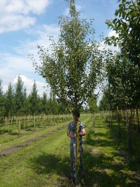 Pyrus communis 'Triumph de Vienne' / Birne 'Triumph de Vienne' Hochstamm 18-20 StU mit Drahtballierung, Baum im Feld stehend