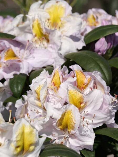 Rhododendron Hybride 'Mrs. Anthony Waterer' / Rhododendron 'Mrs. Anthony Waterer'