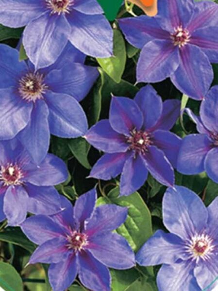 Clematis Hybride 'William Kennett' / Waldrebe 'William Kennett'