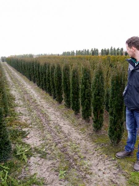 Taxus baccata 'Fastigiata' / Säulen-Eibe 'Fastigiata', 125-150 cm m. B., säulenförmige Nadelgehölze in Reihe auf dem Feld