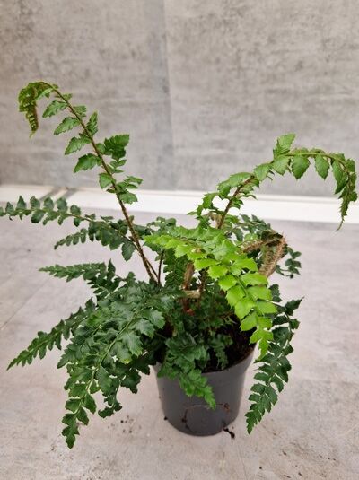 Polystichum polyblepharum (Japanischer Glanzschildfarn) P9 im Topf, grünes Farn-Laub mit bogig überhängenden Wedeln