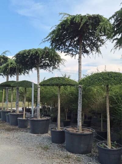 Hänge-Himalaja-Zeder Dach / Cedrus deodara 'Pendula' Dach