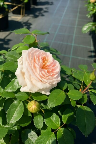 Beetrose 'Garden of Roses' / Beetrose 'Garden of Roses'