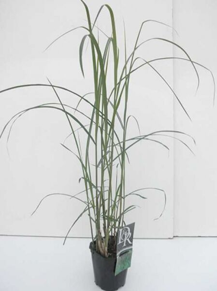 Miscanthus sinensis 'Malepartus' – Garten-Chinaschilf 'Malepartus' C2 im Topf mit langen, schmalen, überhängenden grünen Halmen.