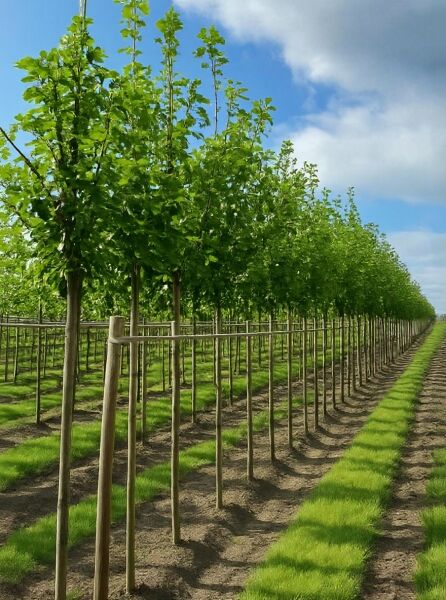 Prunus padus (Trauben-Kirsche) Hochstamm 10-12 StU, Reihe junger Laubbäume mit Stützpfählen in der Baumschule