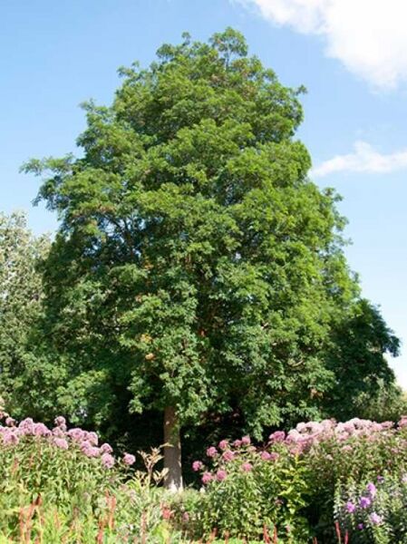 Öfterblühende Robinie / Robinia pseudoacacia 'Semperflorens'